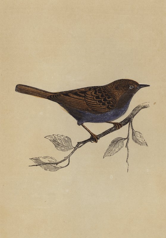 绿篱麻雀（彩色平版画 作者 英语学校