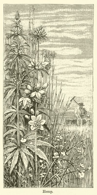 大麻（雕刻） 作者 英语学校