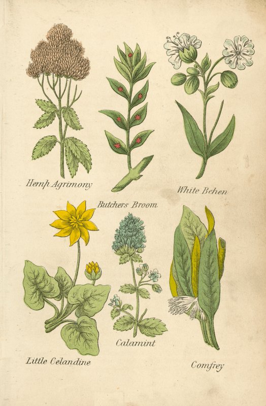 火麻仁、屠夫扫帚、白山嵛菜、小白兰花、石菖蒲、紫草（彩色石版画） 作者 英语学校