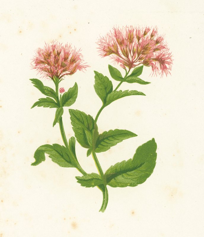 大麻仙人掌，Eupatorium Cannabinum 作者 英语学校