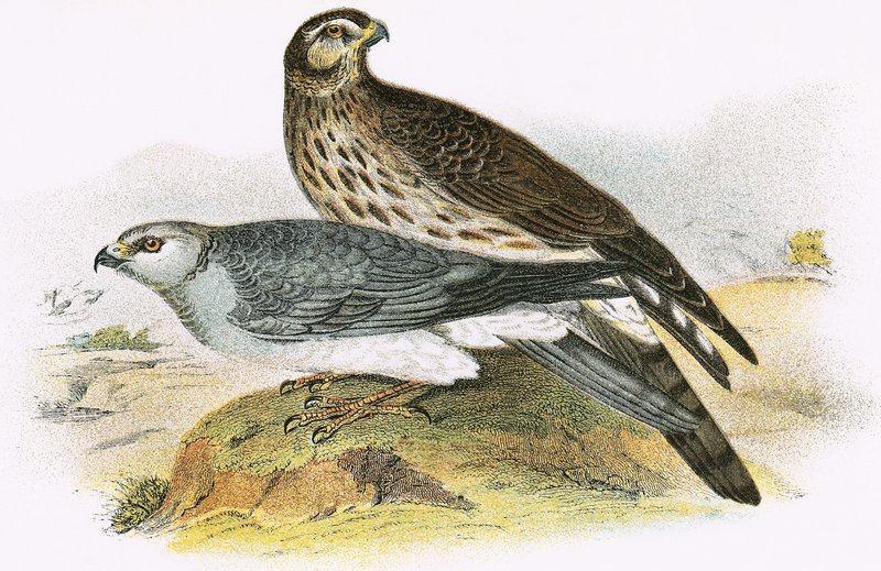 Hen Harrier 作者 英语学校