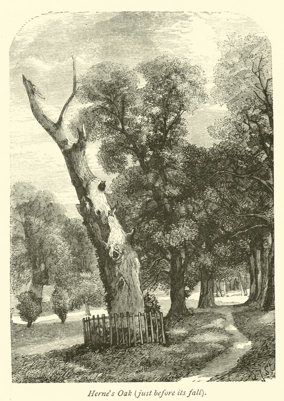 Hernes Oak，就在它倒下之前 作者 英语学校