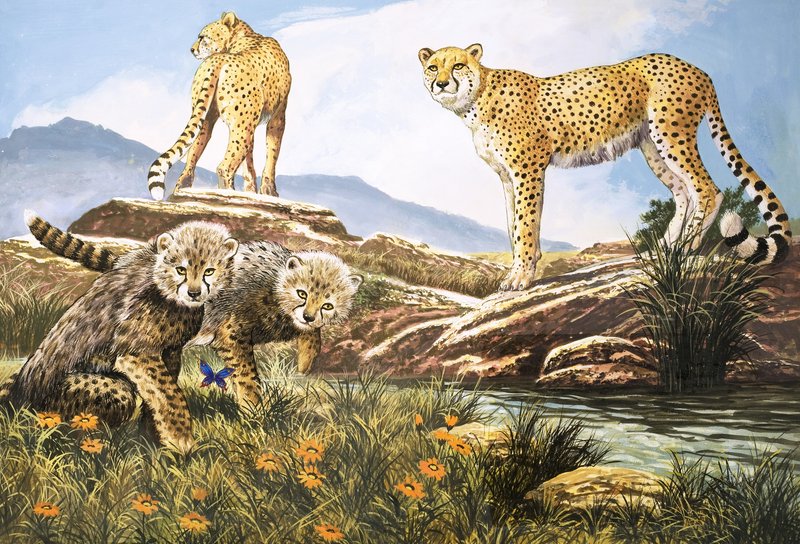 高速猎手，猎豹，选自《大自然奇观》的插图（水粉画，纸本） 作者 英语学校