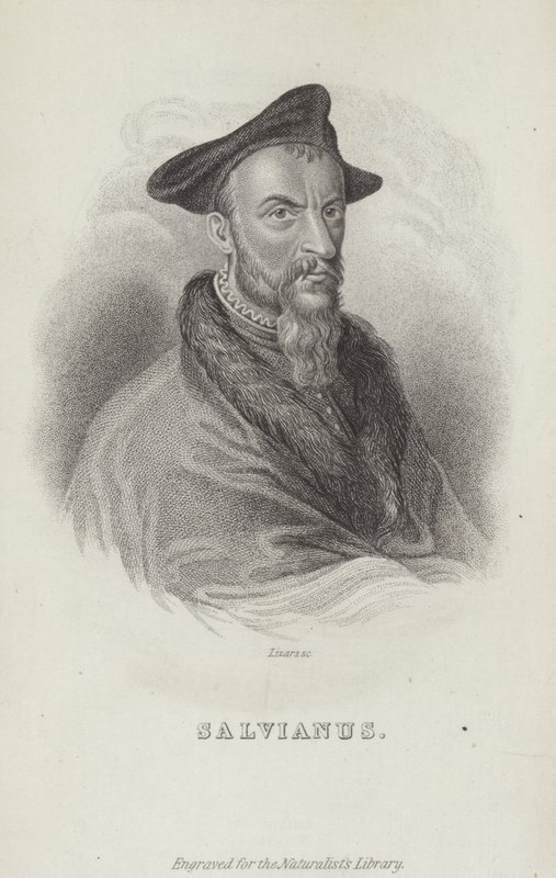 Hippolito Salviani，意大利博物学家 作者 英语学校