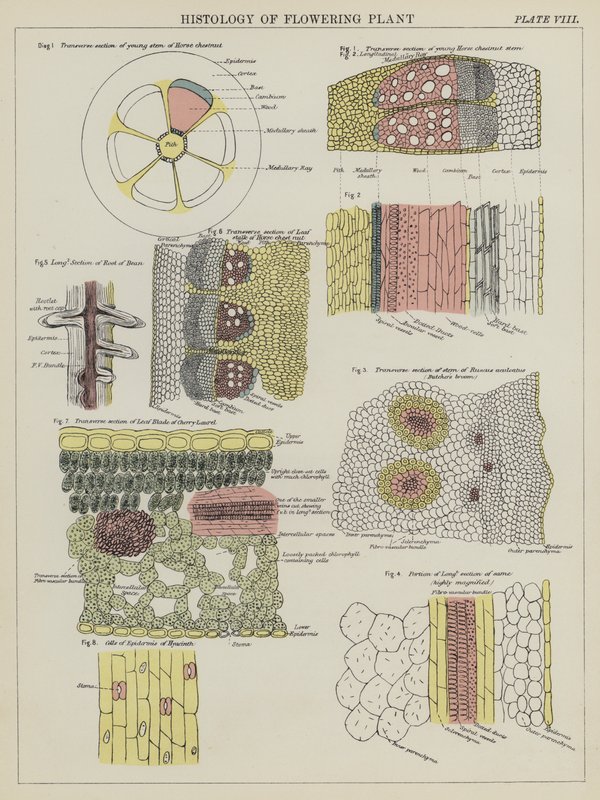 开花植物的组织学（彩色平版印刷）。 作者 英语学校