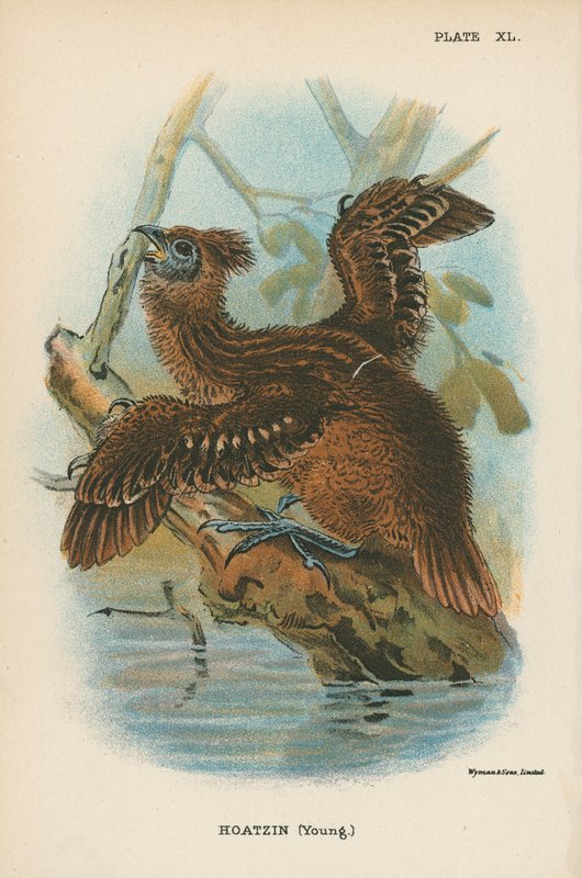 Hoatzin（年轻） 作者 英语学校