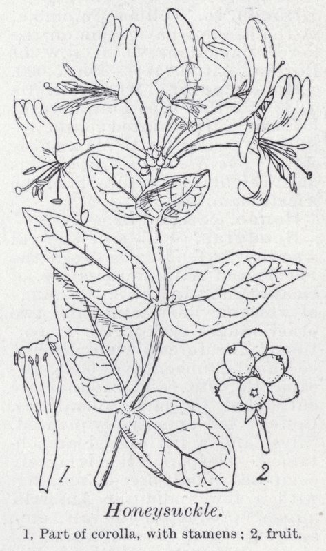 金银花（平版 作者 英语学校