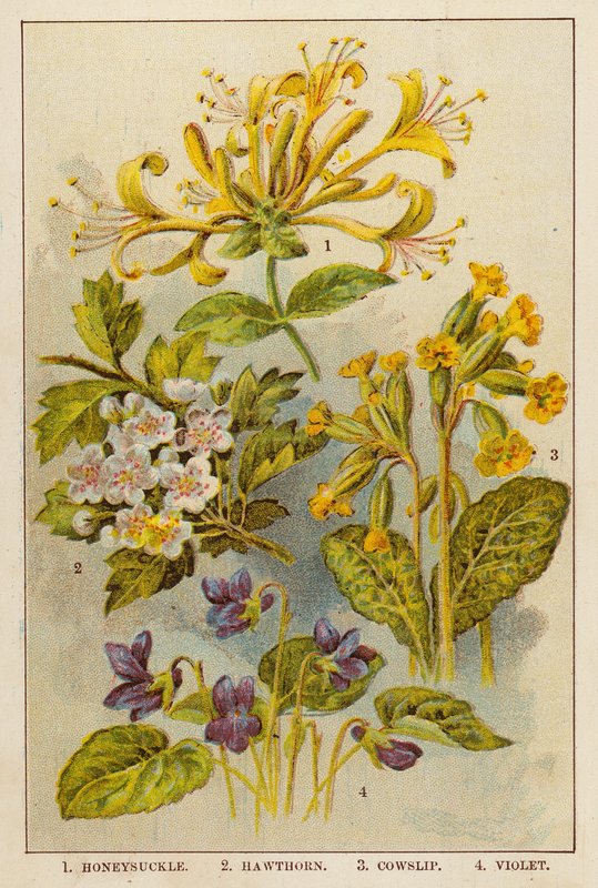 金银花、山楂、牛膝草、紫罗兰（彩色石版画） 作者 英语学校