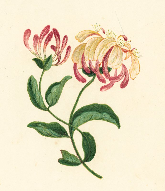 金银花，Lonicera Periclymenum（彩色石版画） 作者 英语学校