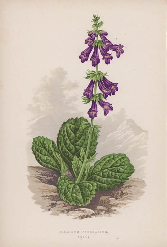 Horminum Pyrenaicum（彩色石版画） 作者 英语学校