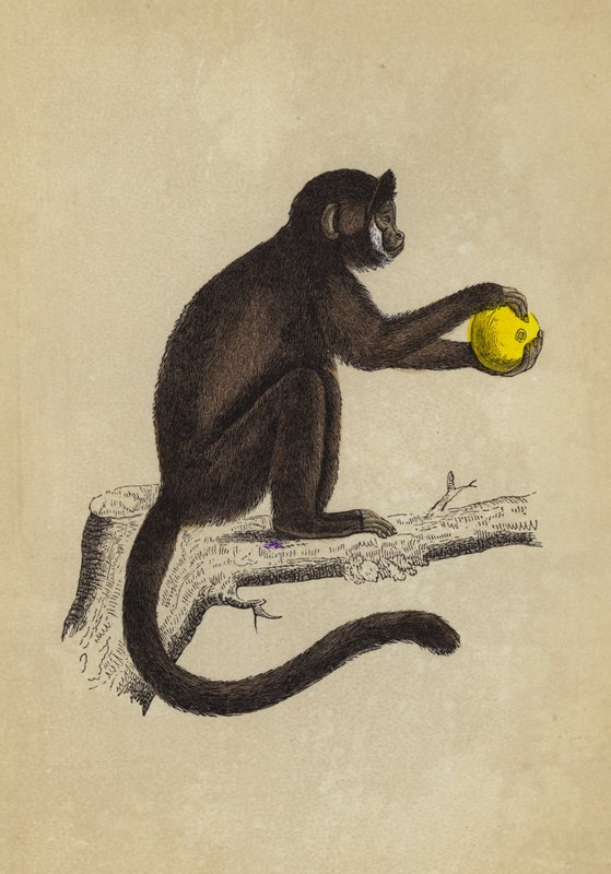有角的萨帕茹（彩色石版画） 作者 英语学校