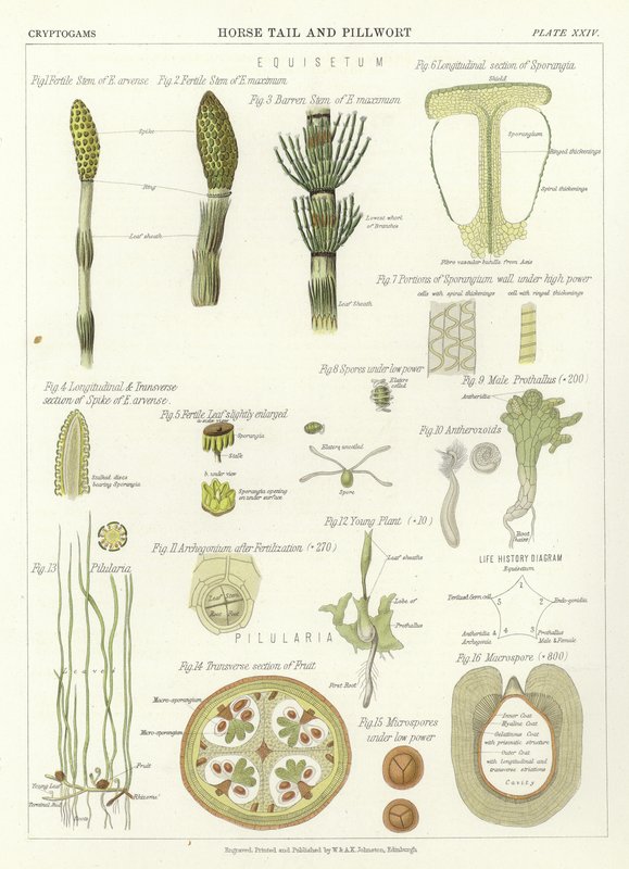 马尾和Pillwort 作者 英语学校