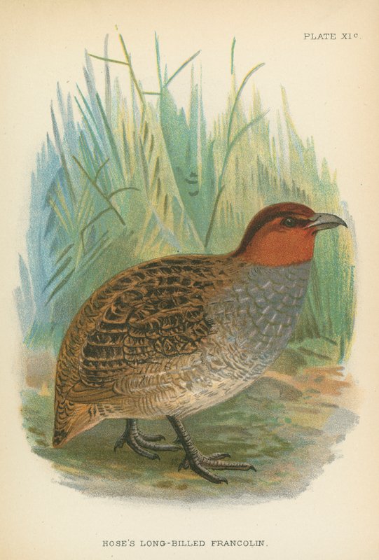 软管的长嘴Francolin 作者 英语学校
