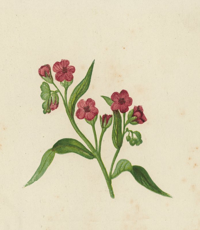 犬舌草，Cynoglossum Officinale（彩色光刻） 作者 英语学校