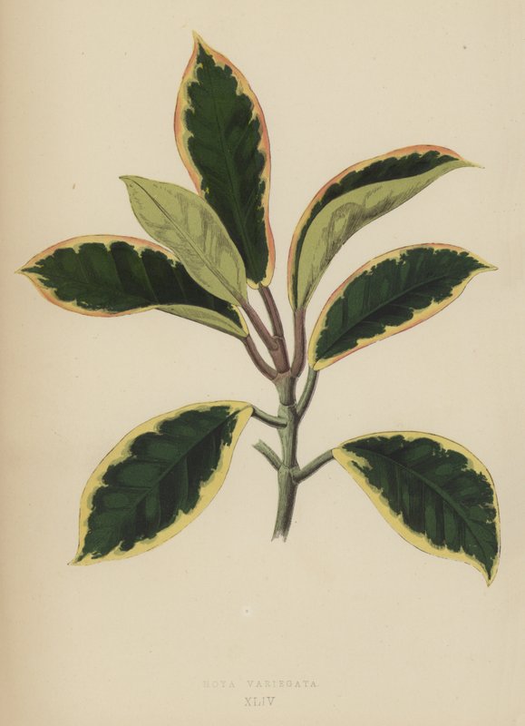 Hoya Variegata 作者 英语学校