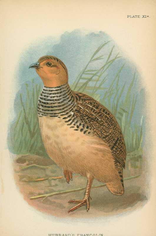 哈伯德的Francolin 作者 英语学校
