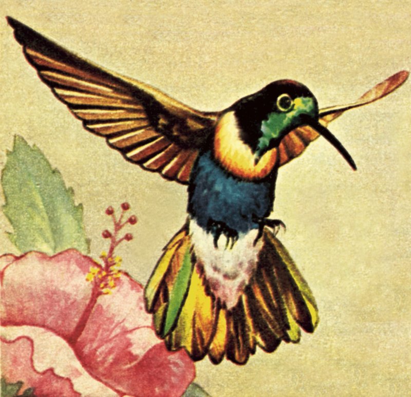 哼唱着鸟 作者 英语学校