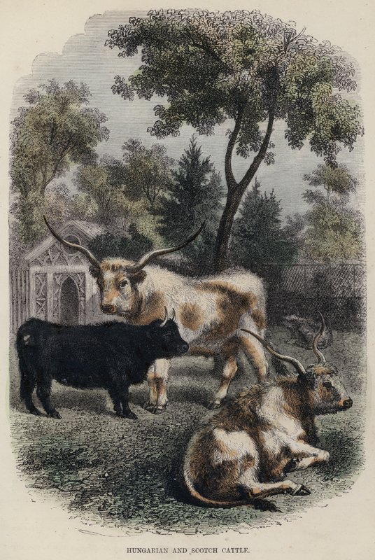 Hungarian and Scotch Cattle (coloured engraving) 作者 英语学校