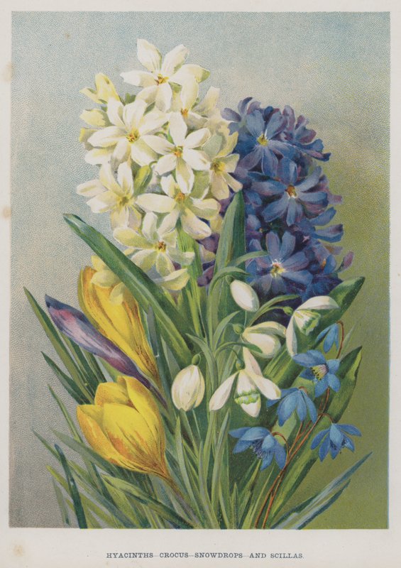 风信子，番红花，雪花莲和Scillas 作者 英语学校