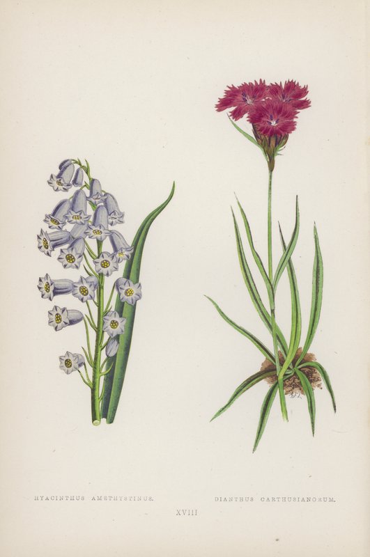 Hyacinthus Amethystinus；Dianthus Carthusianorum（彩色石版画） 作者 英语学校