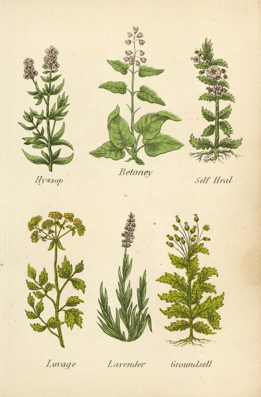 牛膝草、麝香石竹、自愈草、狼尾草、薰衣草、地肤子（彩色石版画） 作者 英语学校