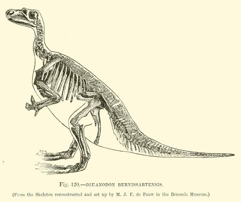 Iguanodon Bernissartensis 作者 英语学校
