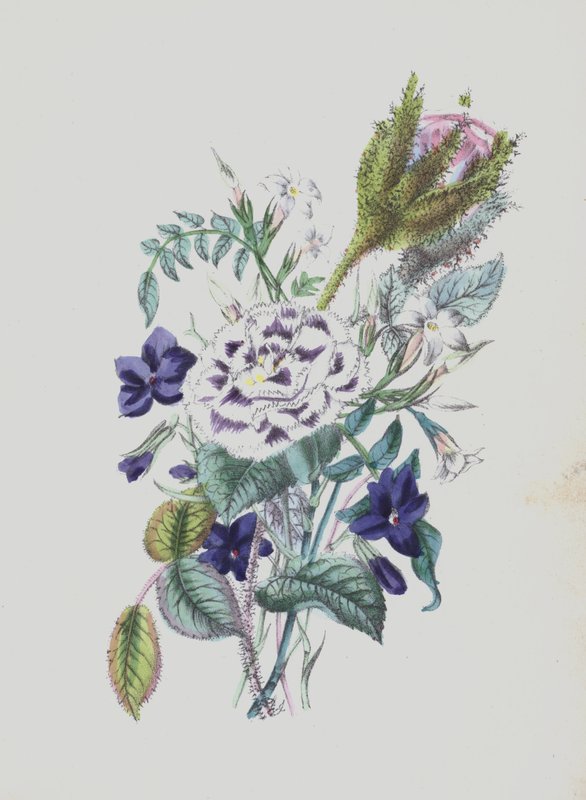 苔藓玫瑰》画册插图（彩色石版印刷） 作者 英语学校
