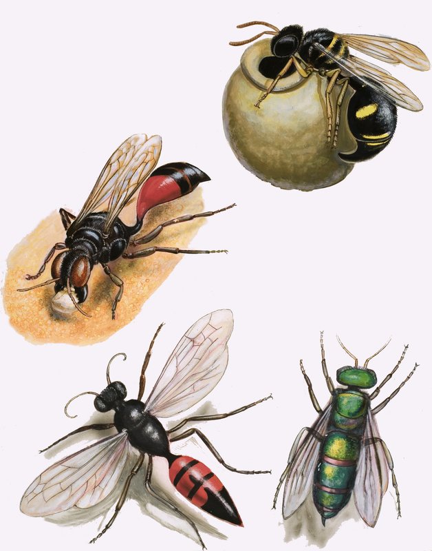 昆虫 作者 英语学校