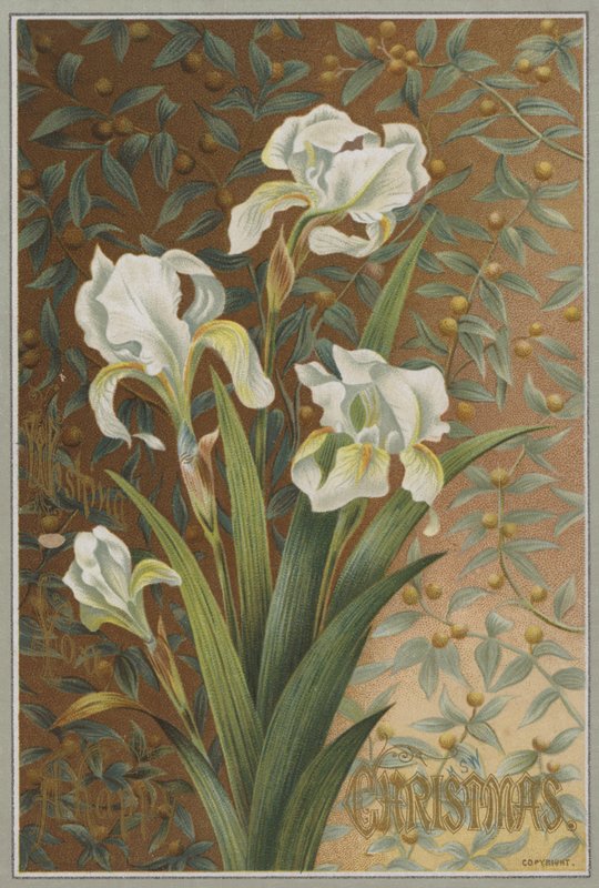 鸢尾花 作者 英语学校