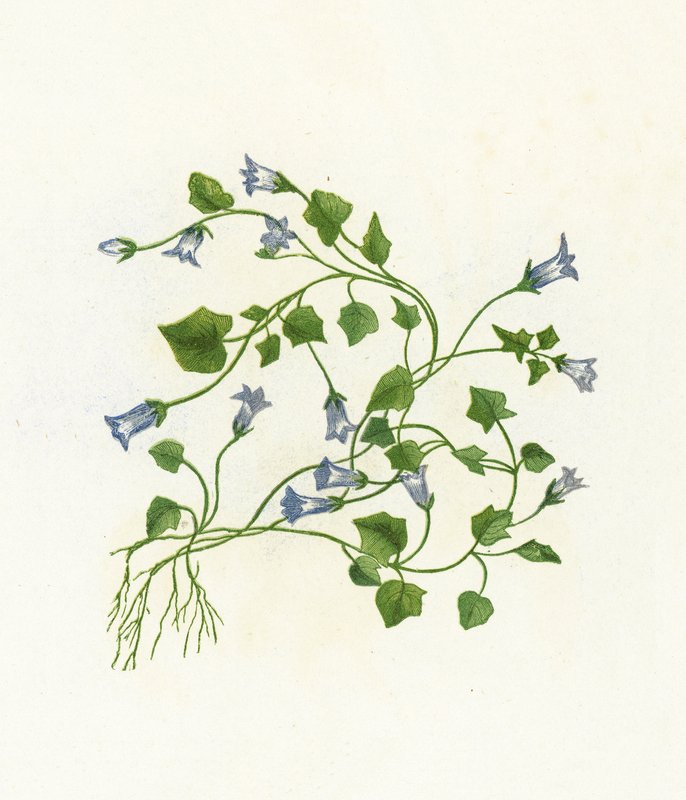 常春藤叶钟花，风铃草Hederacea 作者 英语学校