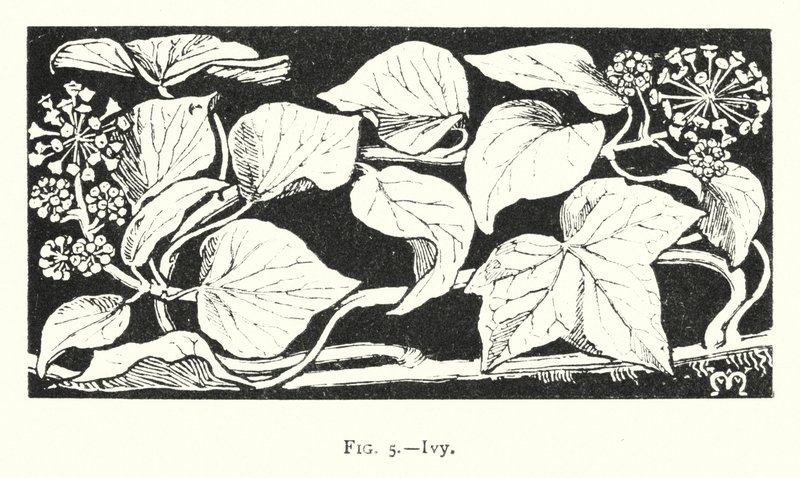 常春藤（雕刻） 作者 英语学校