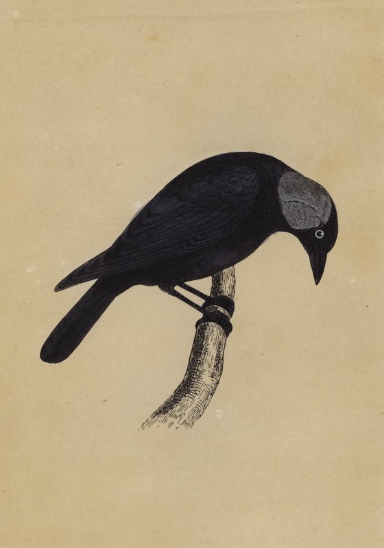 Jackdaw (colour litho) 作者 英语学校