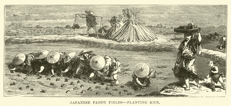 日本稻田，种植水稻 作者 英语学校