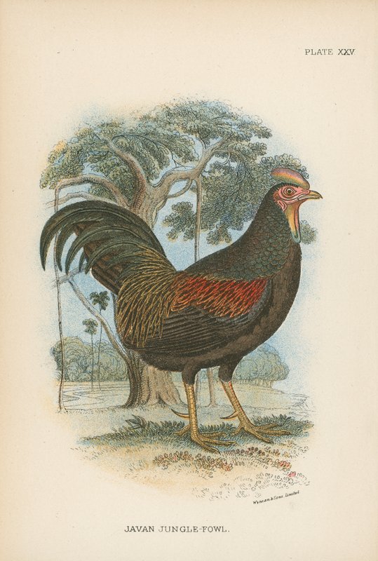 Javan Jungle-Fowl 作者 英语学校