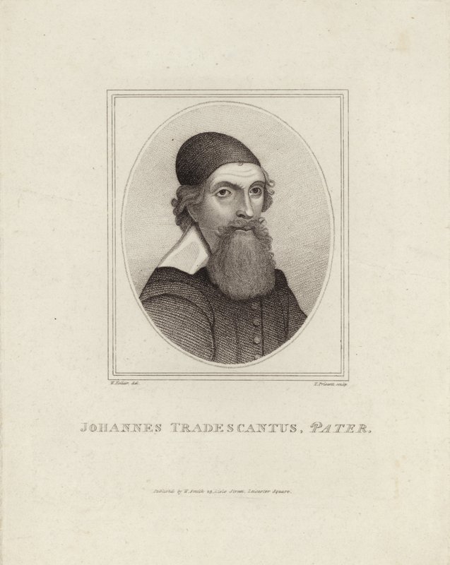 John Tradescantus Pater 作者 英语学校