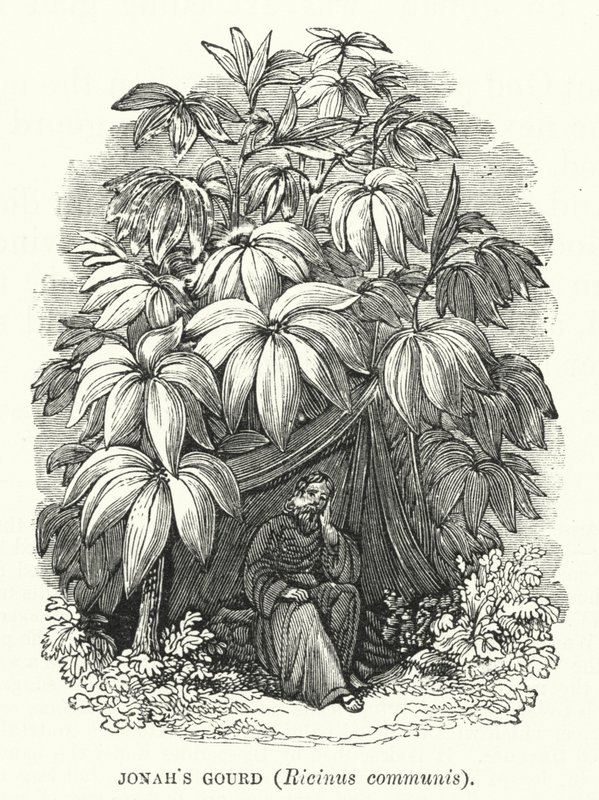 约拿的葫芦，Ricinus communis（雕刻）。 作者 英语学校