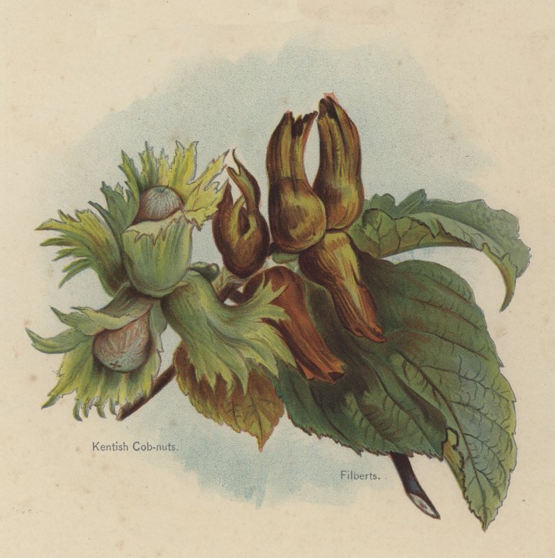 Kentish Cob-nuts，Filberts 作者 英语学校