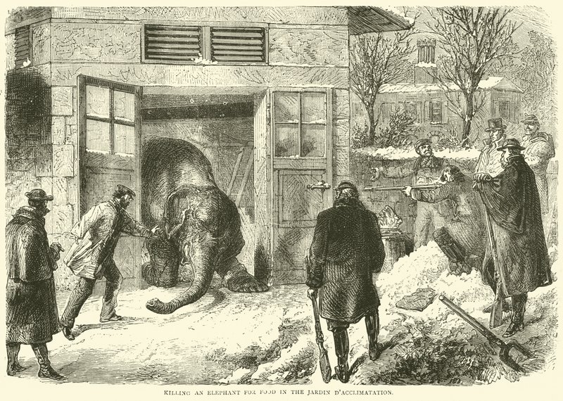 1870年11月，在Jardin dAcclimatation中杀死大象作为食物 作者 英语学校