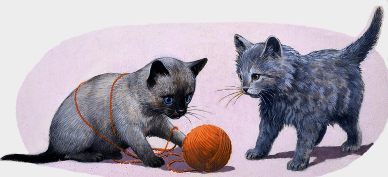 小猫玩羊毛球 作者 英语学校