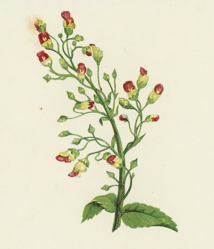 无花果草，Scrophularia Nodosa（彩色石版画） 作者 英语学校