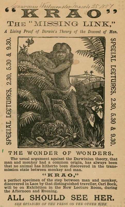 Krao，The Missing Link，于1887年在伦敦威斯敏斯特水族馆展出 作者 英语学校