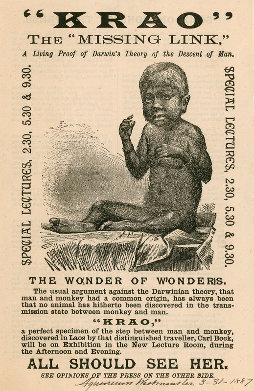 Krao，The Missing Link，于1887年在伦敦威斯敏斯特水族馆展出 作者 英语学校
