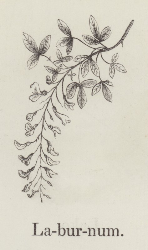 山榄（雕刻） 作者 英语学校