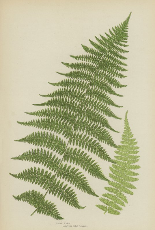 蕨类植物女士（彩色平版印刷） 作者 英语学校