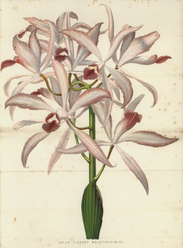 Laelia Elegans Wolstenholmiae 作者 英语学校