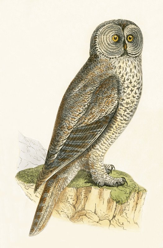 Lap Owl，来自&39;不列颠群岛未观察到的欧洲鸟类历史&39;的插图作者Charles Robert Bree（1811-86），1867年出版 作者 英语学校