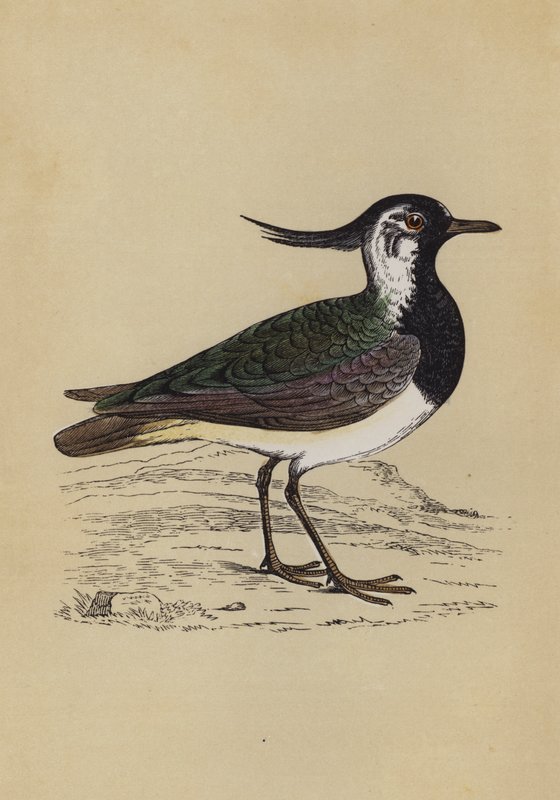 Lapwing (colour litho) 作者 英语学校