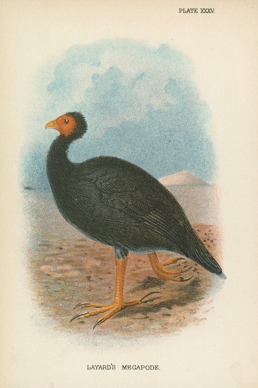 Layard的Megapode 作者 英语学校