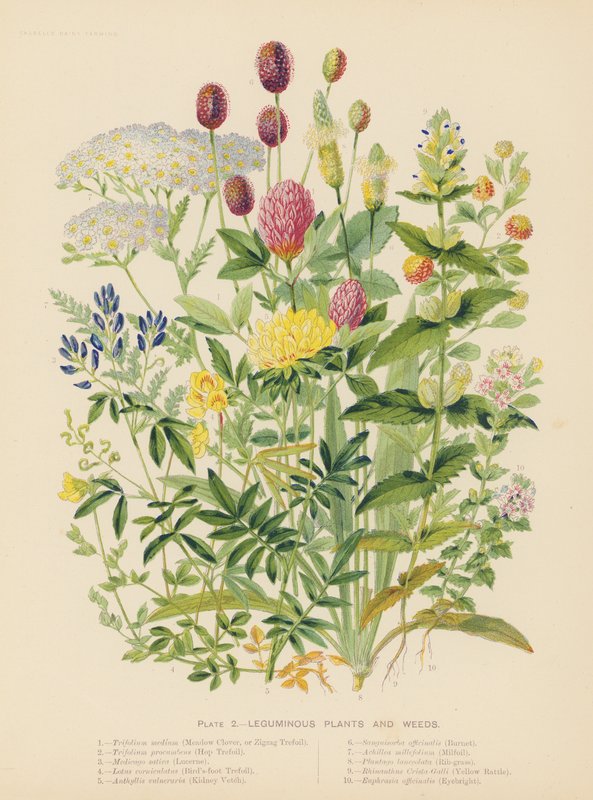 豆科植物和杂草（彩色印刷版） 作者 英语学校