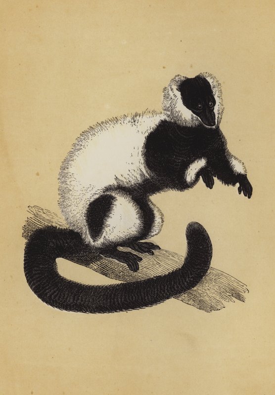 狐猴（彩色平版） 作者 英语学校